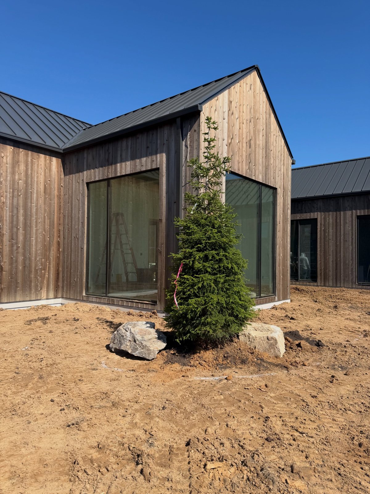 Young evergreen conifer planted at the corner of a modern farmhouse