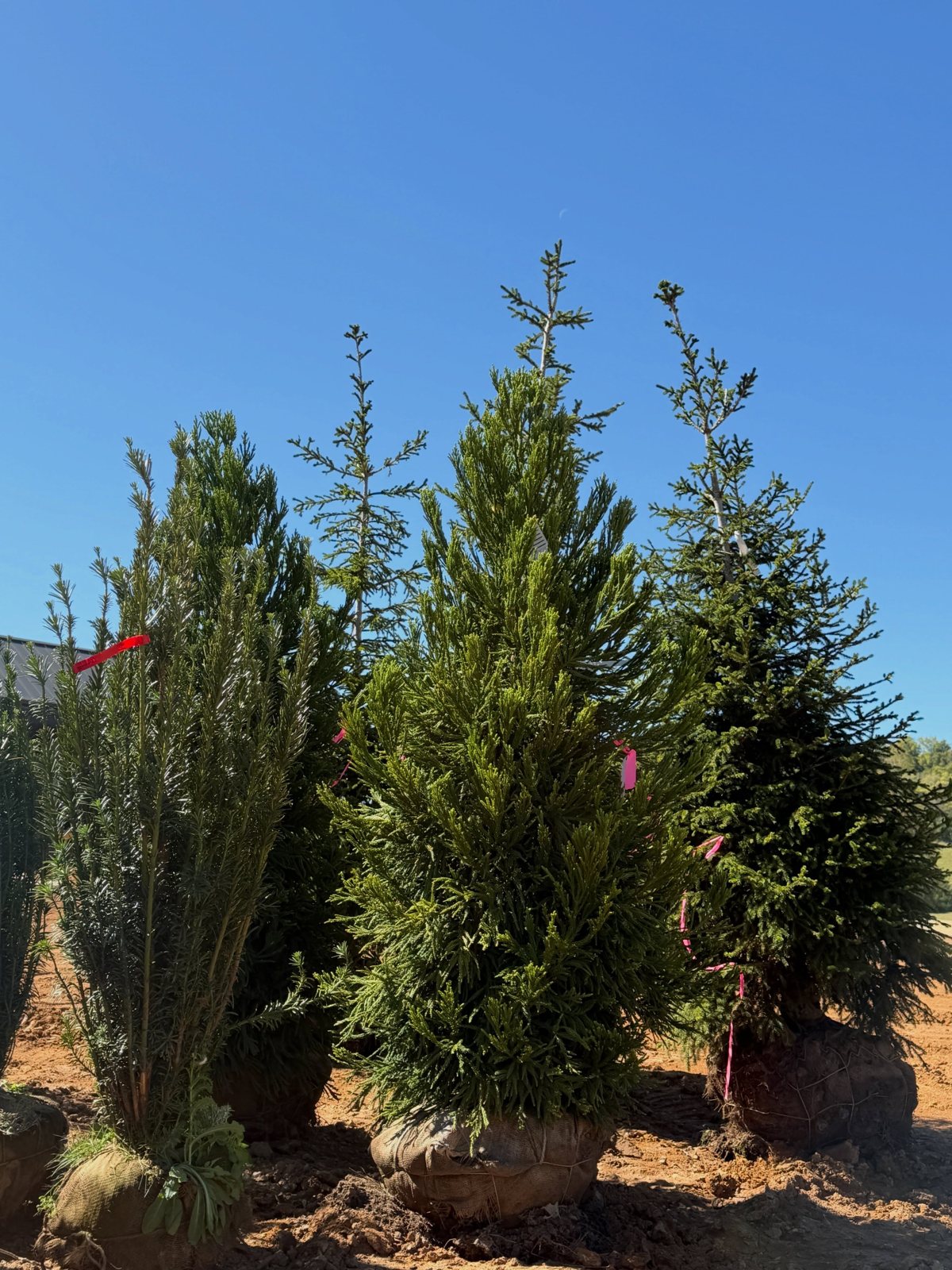 Balled evergreen trees staged on site and ready for fall planting