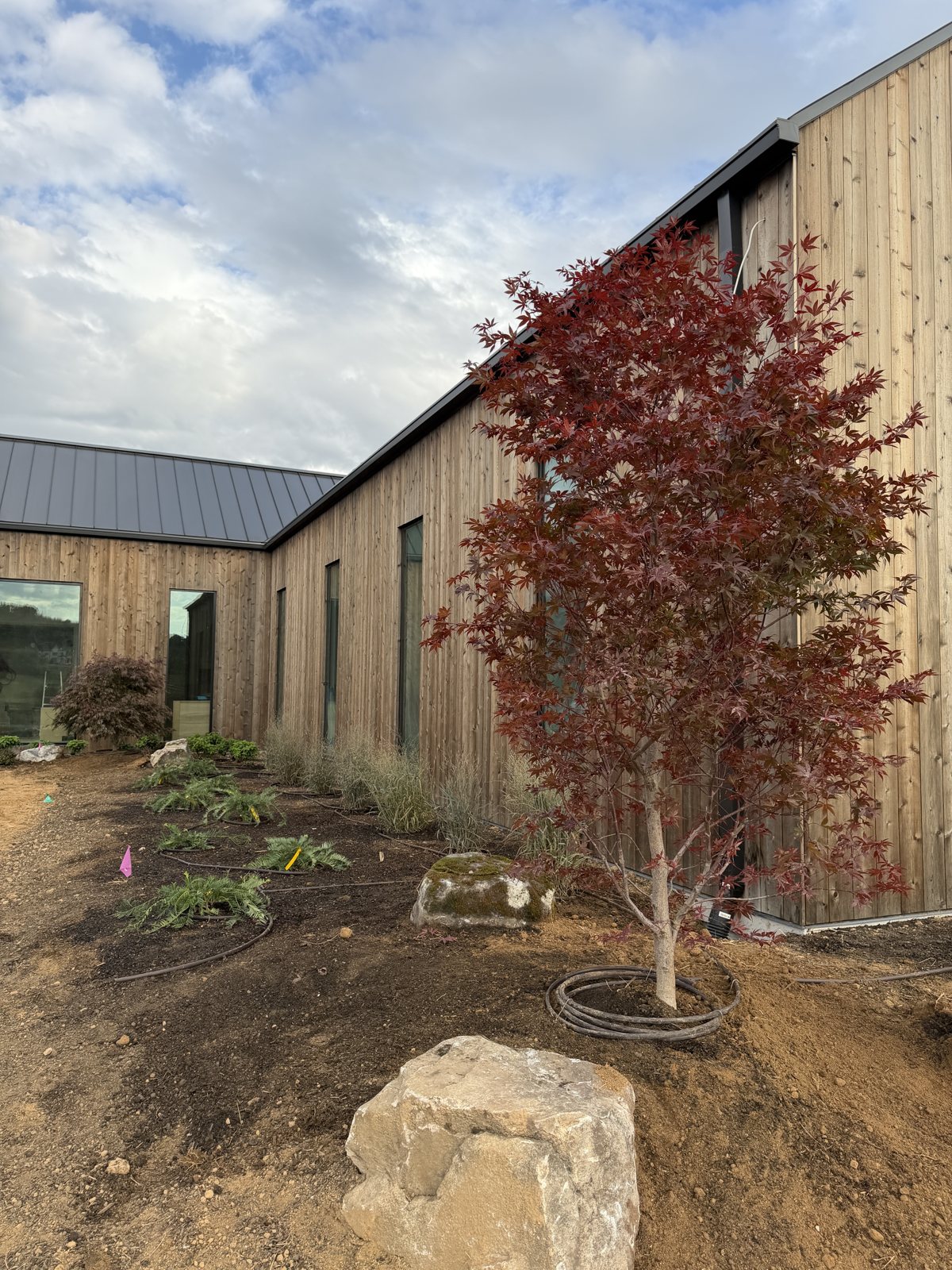 Red Japanese maple newly planted beside a modern farmhouse at McCondo Farm in Franklin, TN
