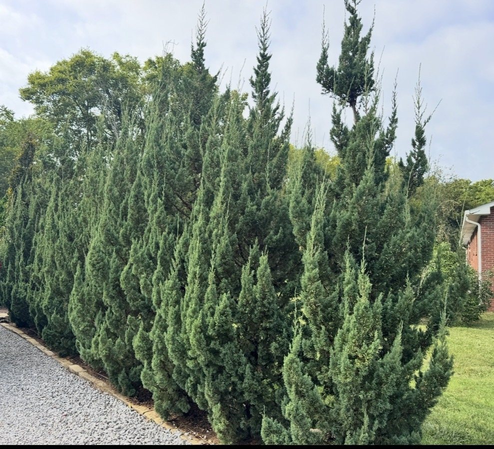 Mature row of juniper evergreens forming a dense privacy screen along a driveway