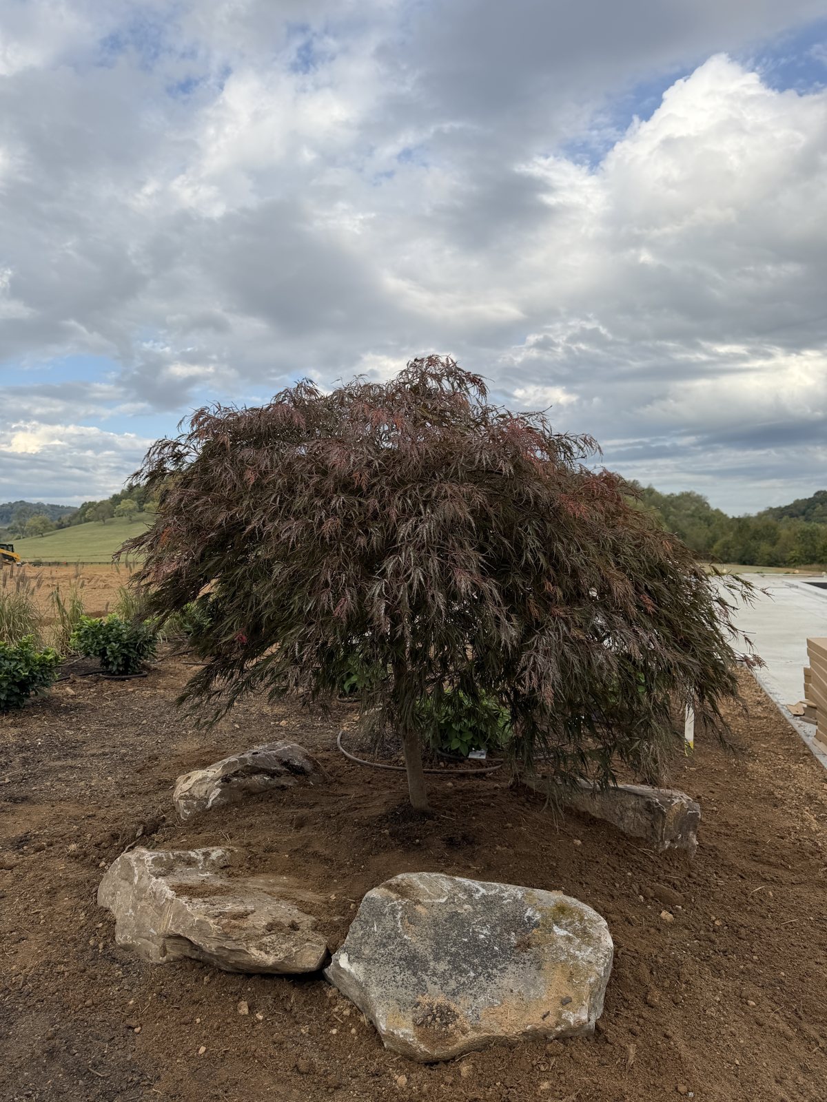 Weeping red laceleaf Japanese maple planted among limestone boulders in a new bed