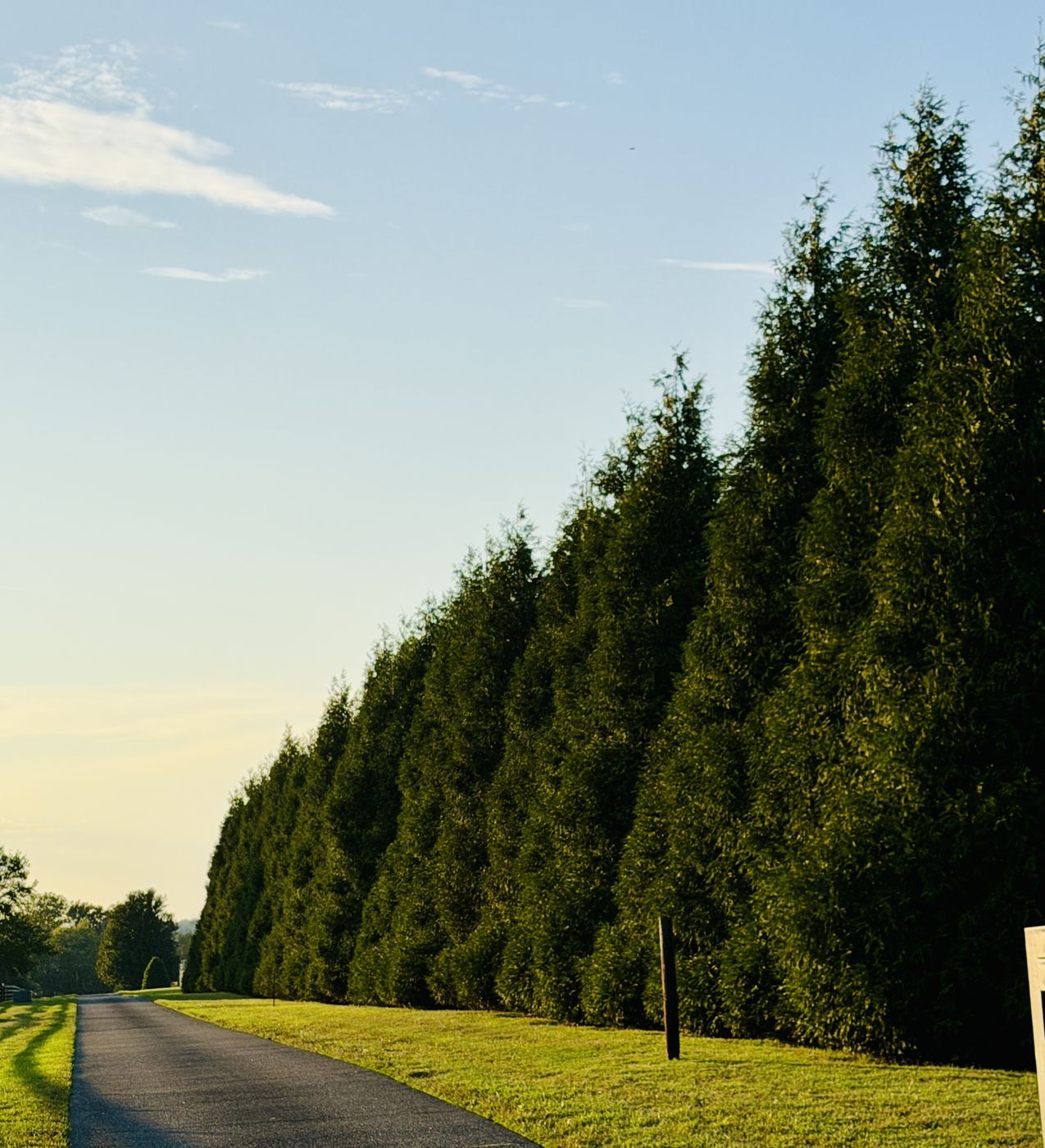 Row of Green Giant arborvitae privacy trees planted along a driveway