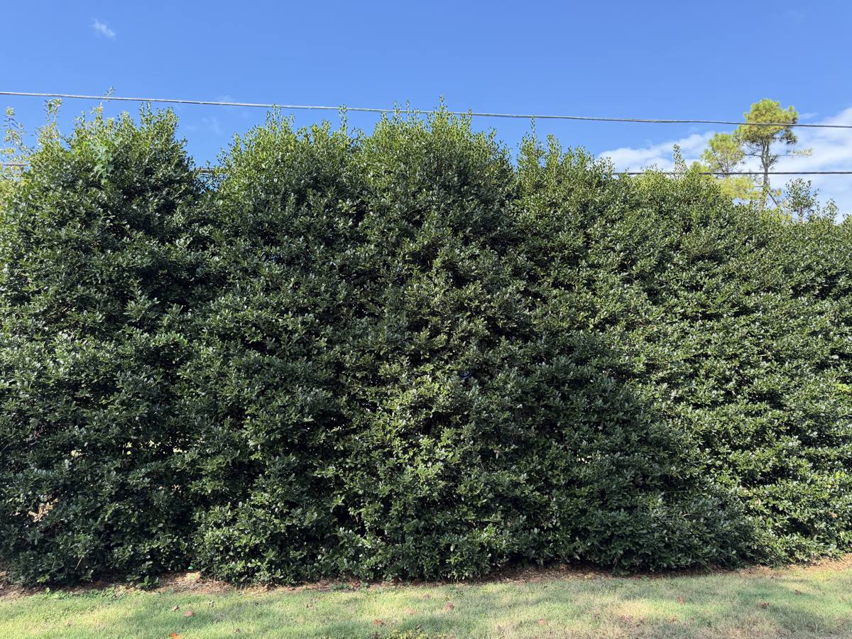 Dense Nellie R. Stevens holly privacy hedge along a residential property line