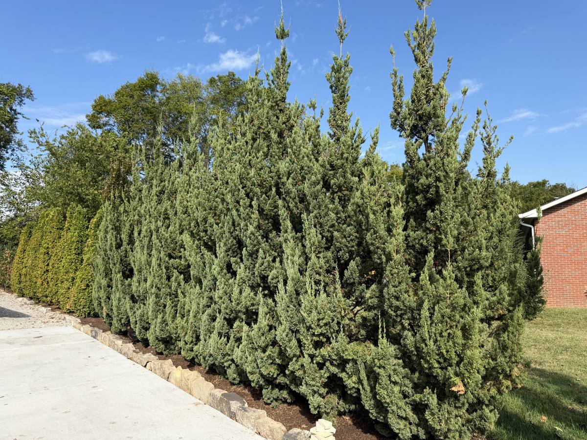 Row of narrow Trautman juniper privacy trees screening a tight side yard