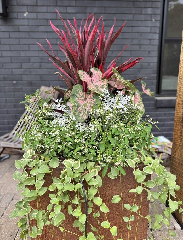 Container planting of caladiums, red cordyline and trailing greenery against a dark brick wall