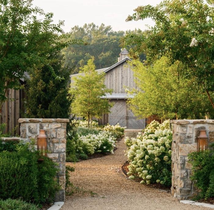 Limelight-type hydrangeas lining a gravel garden path between stone pillars, leading toward a gray barn