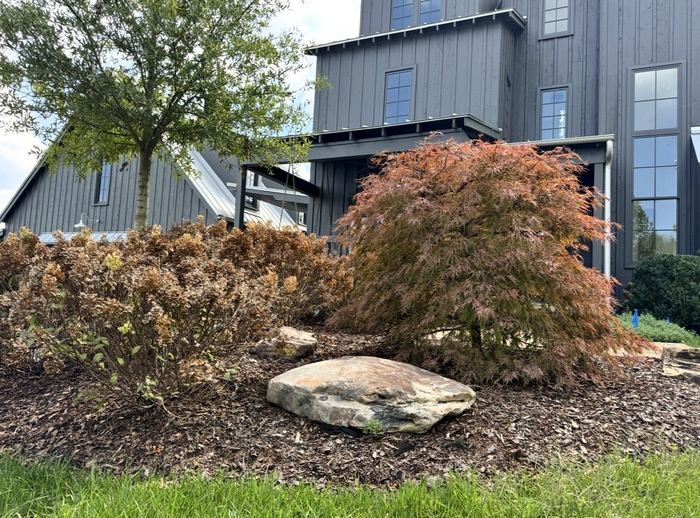 Red Japanese maple with hydrangea and a natural boulder in a mulched bed in front of a modern farmhouse