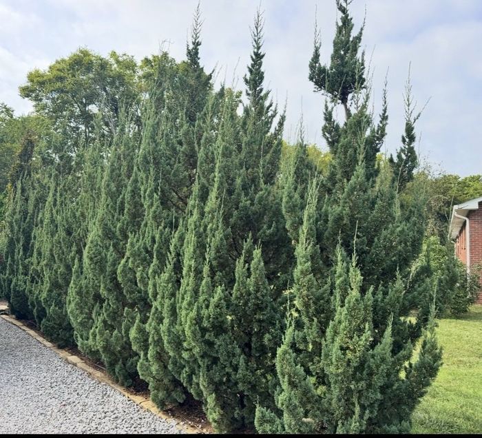 Young Trautman juniper privacy screen planted in a row beside a driveway